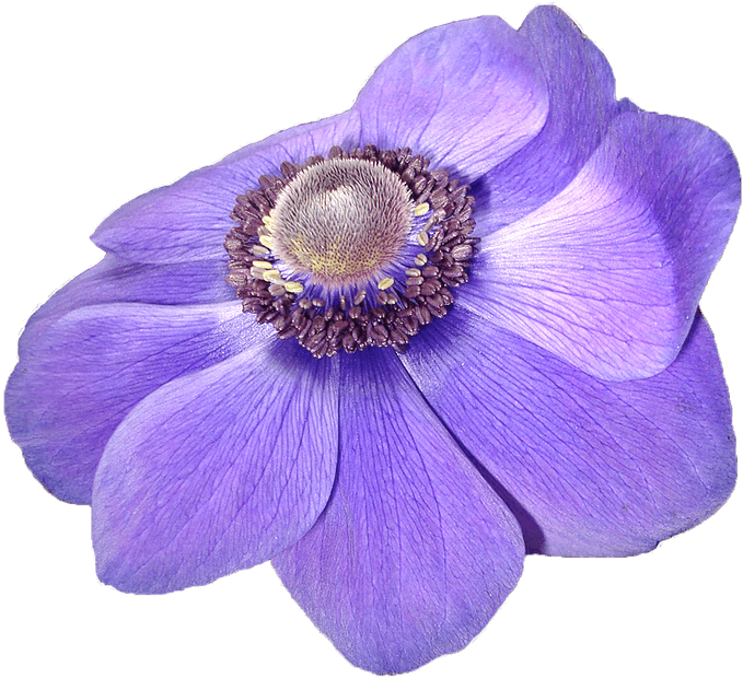Anemone, Flower, Violet, Nature, Transparent Background - Anemone - Transparent PNG Free Download | PNGio