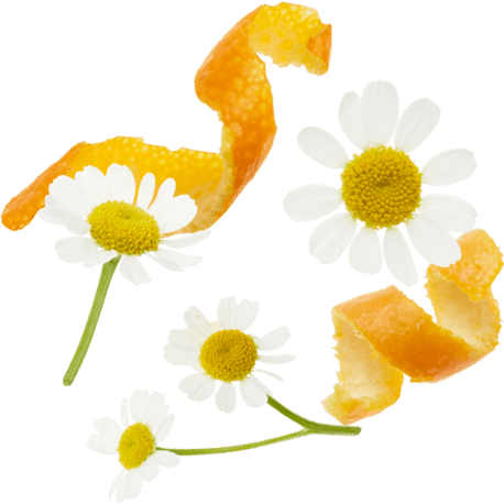 Orange Peels, Chamomile Flowers, Rosehips Peels, Lemongrass, - Chamomile - Transparent PNG Free Download | PNGio