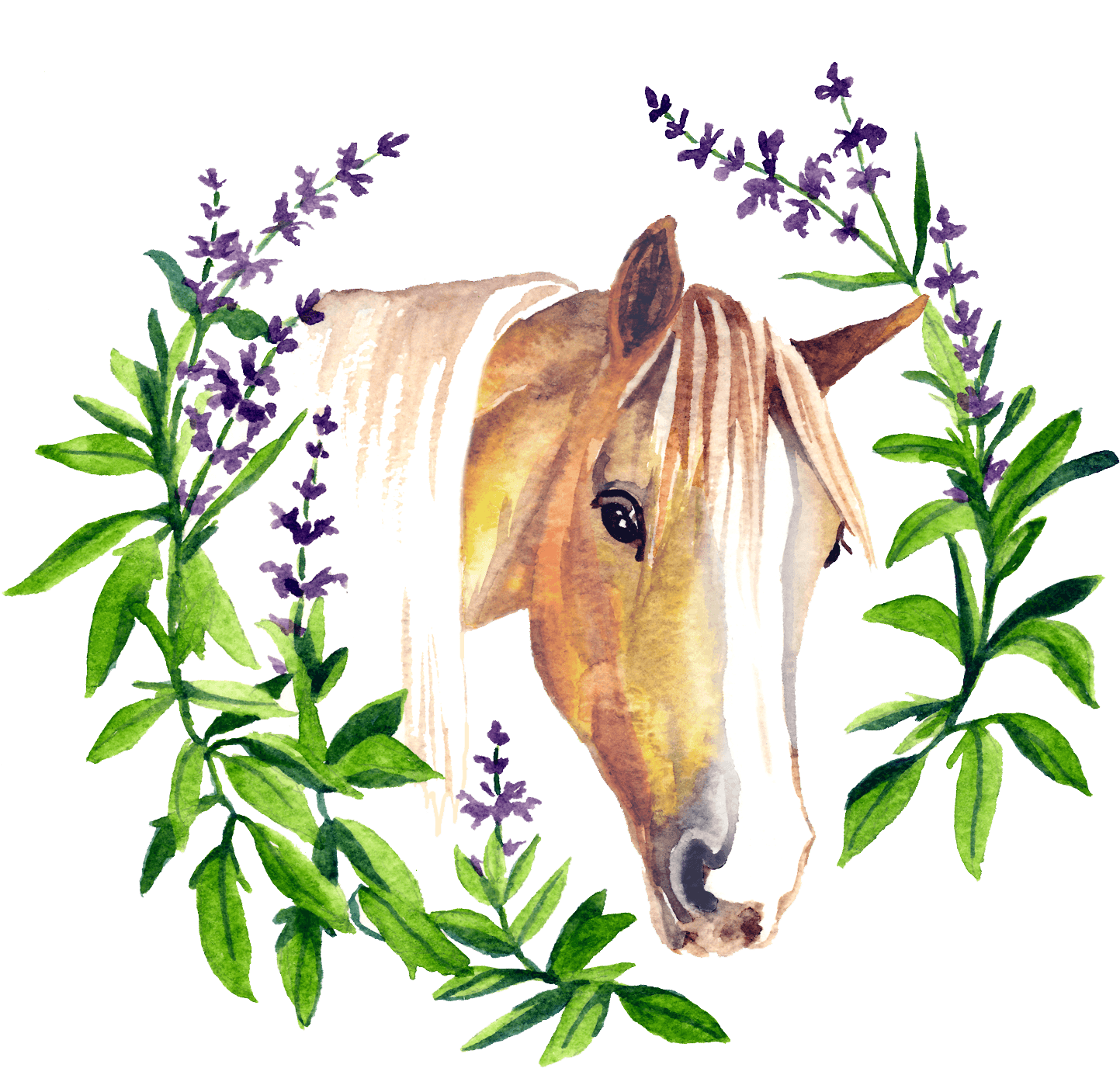 Sage By Nature - Sorrel - Transparent PNG Free Download | PNGio