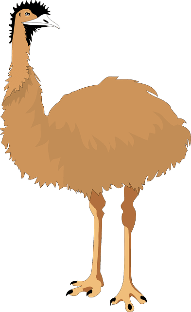 Australia, Bird, Wings, Nature, Animal, Flight, Emu - Emu Clipart - Transparent PNG Free Download | PNGio