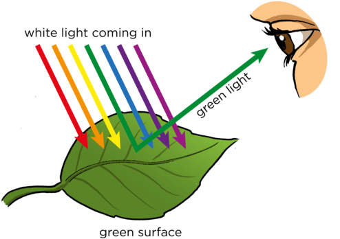 Http - //www - Mstworkbooks - Co - Za/natural Gd 0027 - Do We See Objects - Transparent PNG Free Download | PNGio