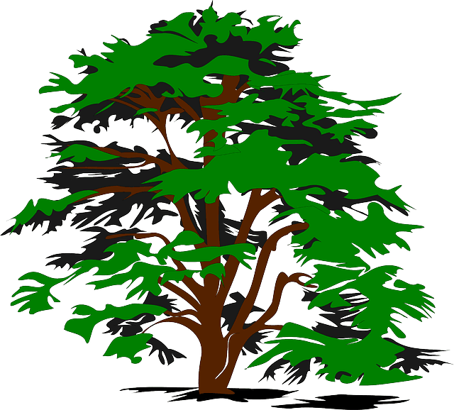 Plant Tree, Color, Green, Nature, Plant - Cedar Tree Clip Art - Transparent PNG Free Download | PNGio
