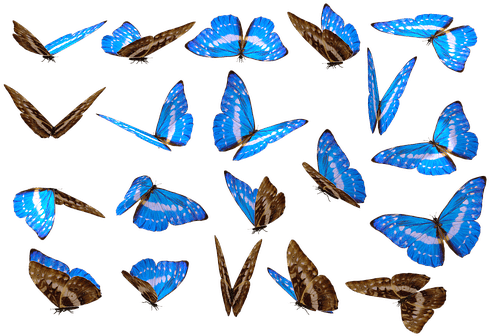 Butterfly Unique No Background Nature Cut - Butterfly 21 By Wolverine - Transparent PNG Free Download | PNGio