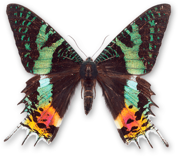World Of Butterflies And Moths - Madagascan Sunset Moth - Transparent PNG Free Download | PNGio
