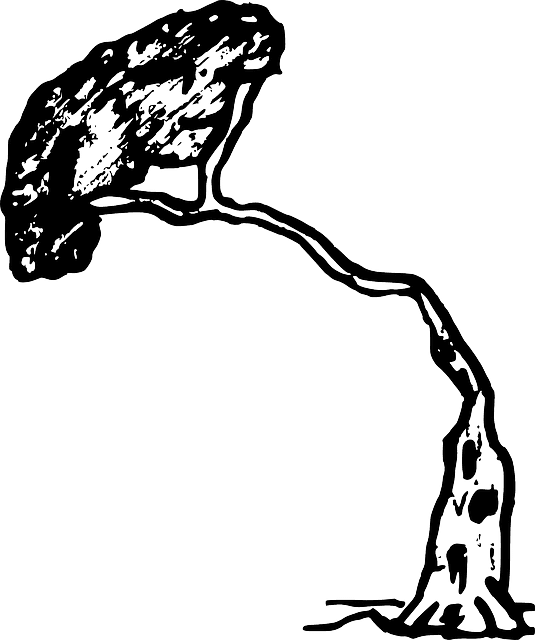 Tree Pine, Wood, Nature, Plant, Tree - Tree Falling In Black And White - Transparent PNG Free Download | PNGio