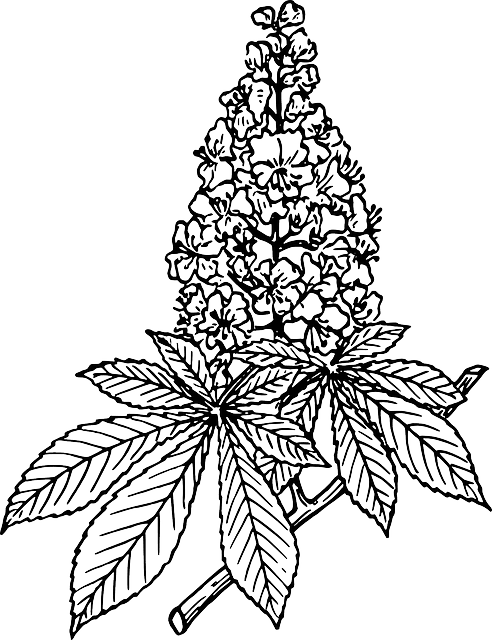 Chestnut, Nature, Plant, Tree, Branch, Leaf, Biology - Horse Chestnut - Transparent PNG Free Download | PNGio