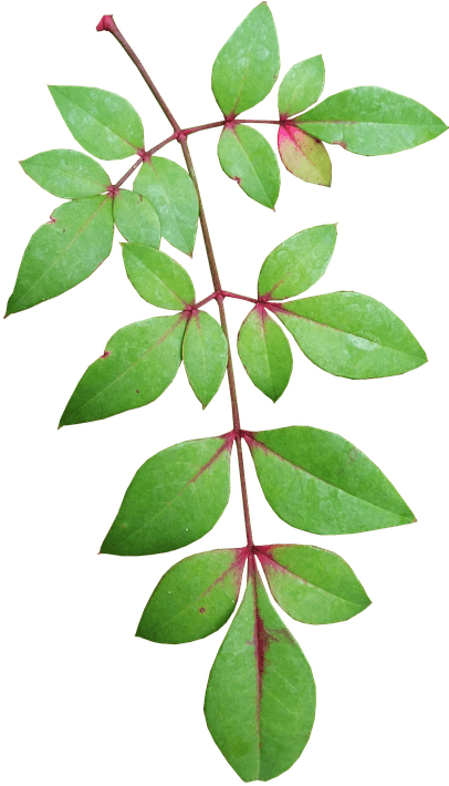 Leaves, Bamboo, Nature, Plant, Garden - Bamboo - Transparent PNG Free Download | PNGio