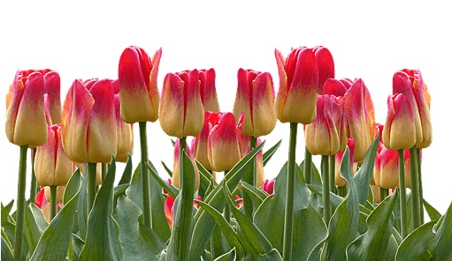 Tulips, Spring, Easter, Nature, Flowers, Blossom, Bloom - Cafepress ! Samsung Galaxy S8 Case - Transparent PNG Free Download | PNGio