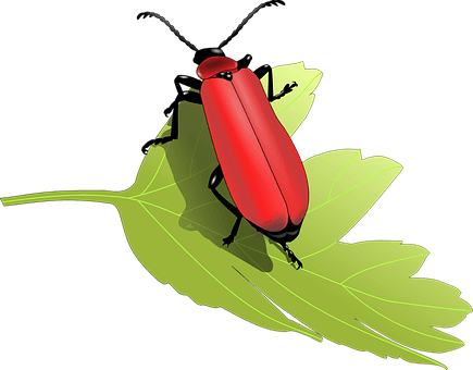 Beetle Bug Insect Leaf Nature Animal Anten - Beetles Clip Art - Transparent PNG Free Download | PNGio
