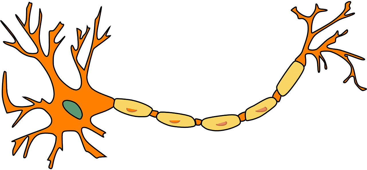 Multiple Sclerosis Natural Treatment - Motor Neuron Not Labeled - Transparent PNG Free Download | PNGio
