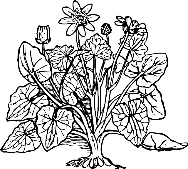 Celandine Outline, Plant, Nature, Lesser, Celandine - Coloring Picture Of Plants - Transparent PNG Free Download | PNGio