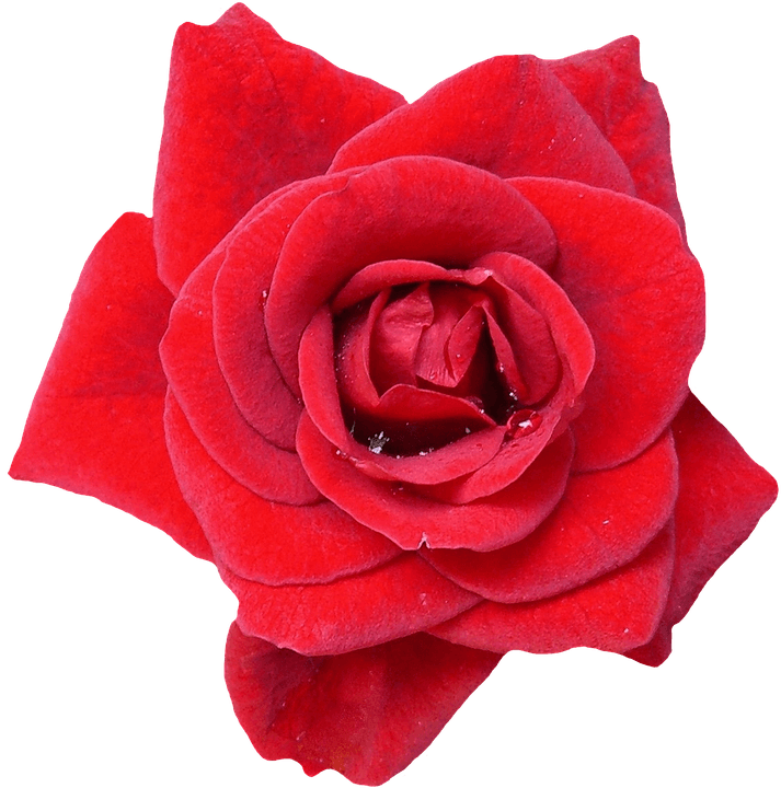 Rose, Red, Blossom, Bloom, Flowers, Nature, Rose Blooms - Rose - Transparent PNG Free Download | PNGio