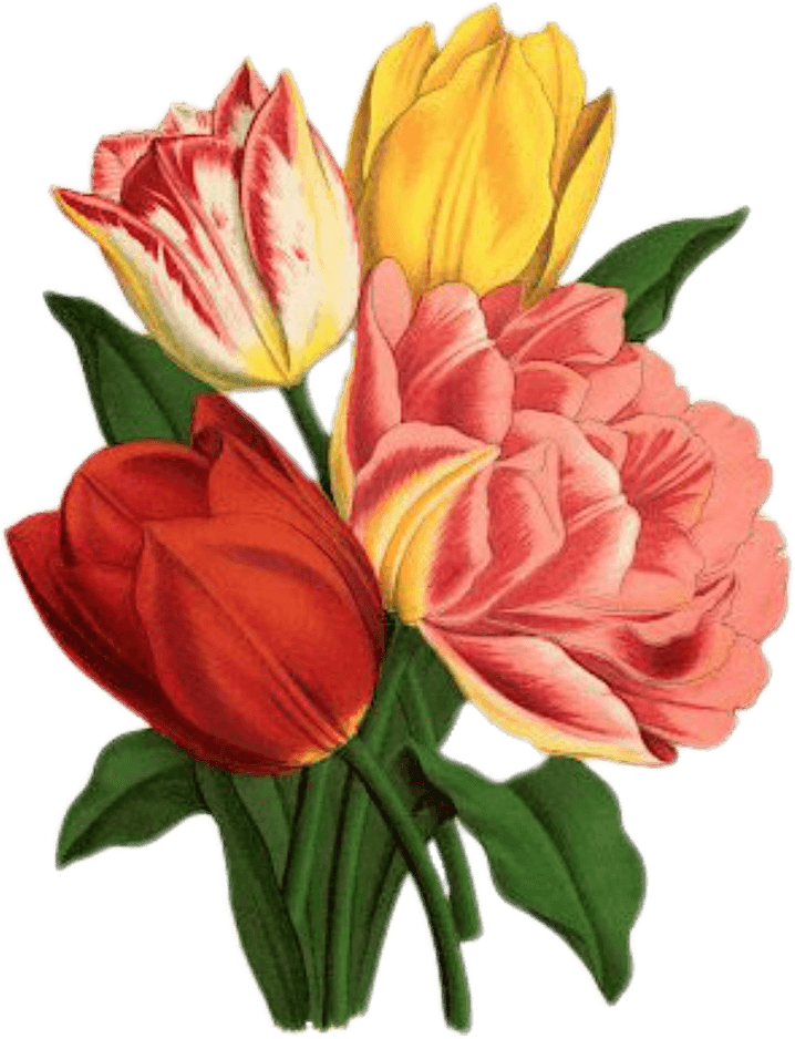 Tulip, Rose, Vintage, Bouquet, Nature, Flower, Green - Flower Graphicsfairy - Transparent PNG Free Download | PNGio