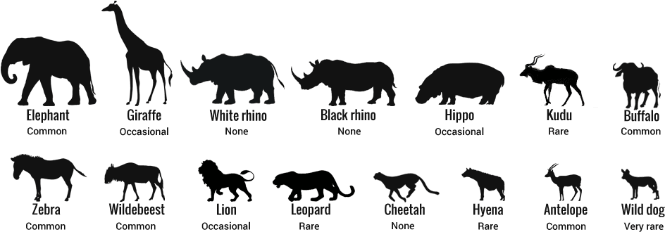 Just You And The Nature - Lion Silhouette - Transparent PNG Free Download | PNGio