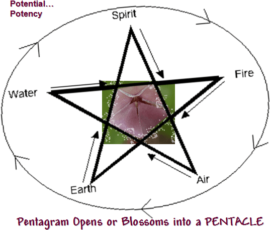 Nature - Bud - Transparent PNG Free Download | PNGio