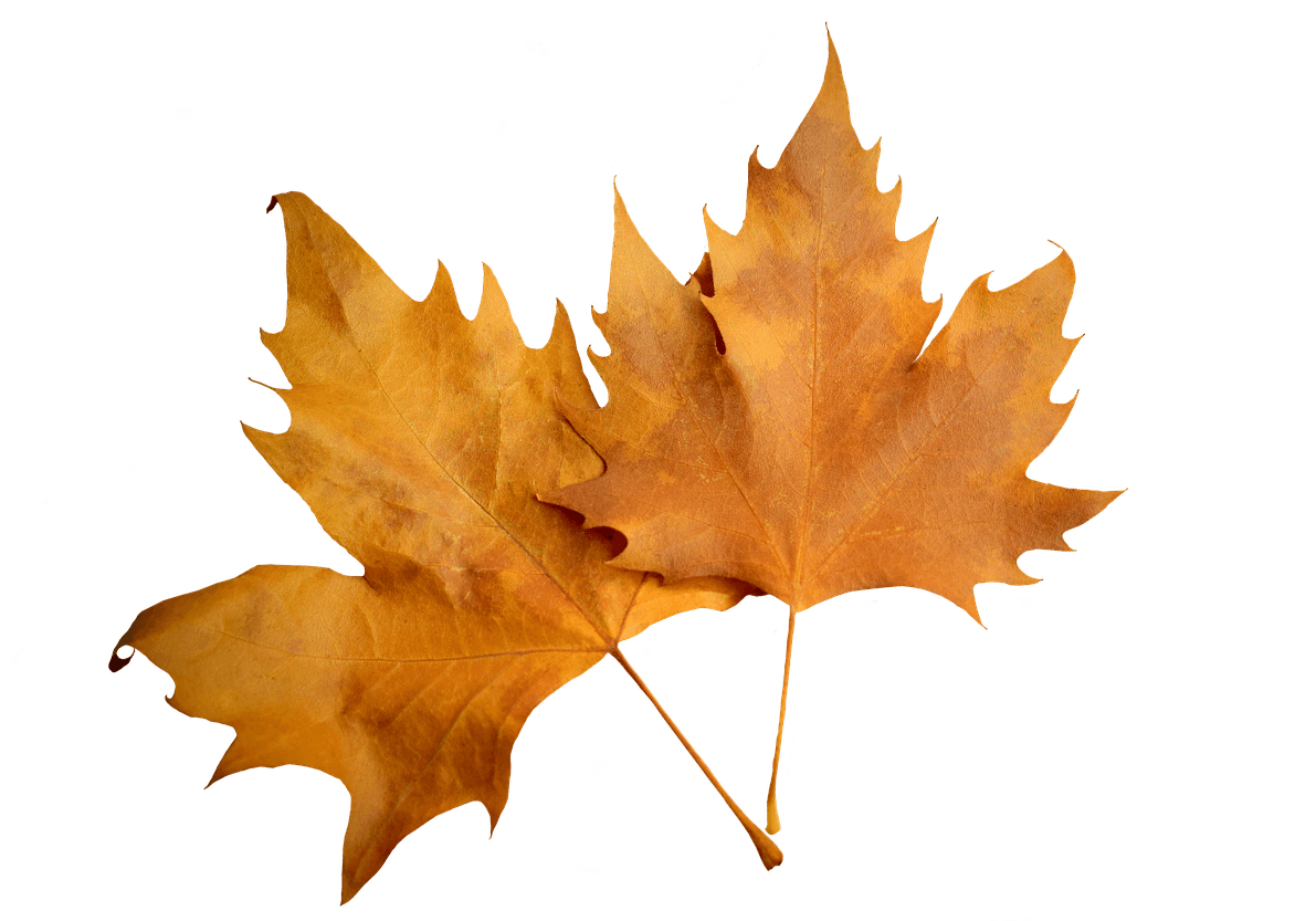 Leaf Autumn Leaf Autumn Nature Png Image - Leaf Autumn Leaf Autumn Nature Png Image - Transparent PNG Free Download | PNGio