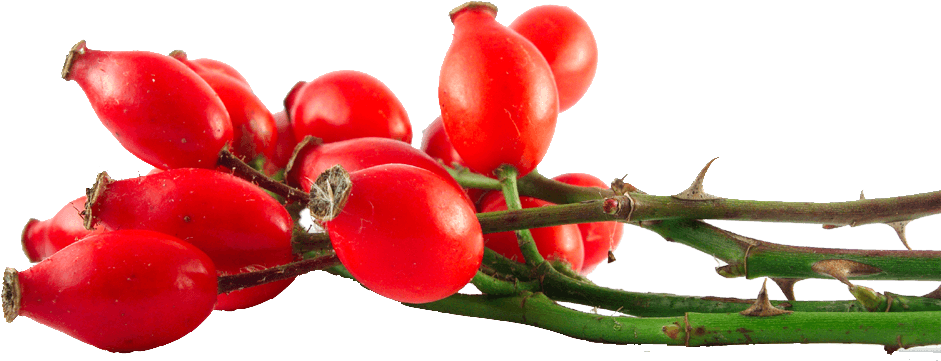 Herb & Hedgerow » For People Who Love & Make Botanical - Benefits Of Rosehip Oil - Transparent PNG Free Download | PNGio