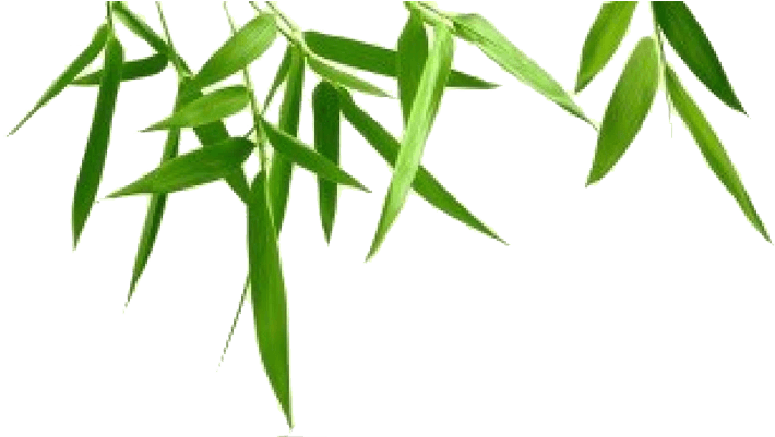 Nature - Epidendrum - Transparent PNG Free Download | PNGio