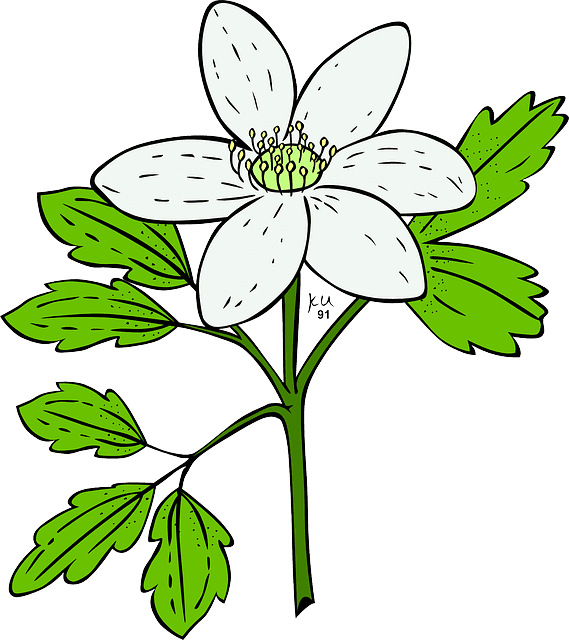 Plants, White, Flowers, Leaves, Garden, Anemone, Nature - Flowering Plant Clip Art - Transparent PNG Free Download | PNGio