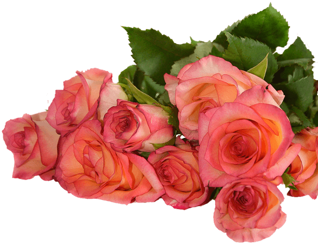 Rose, Flowers, Nature, Transparent Background - Plants And Flowers Transparent Background - Transparent PNG Free Download | PNGio