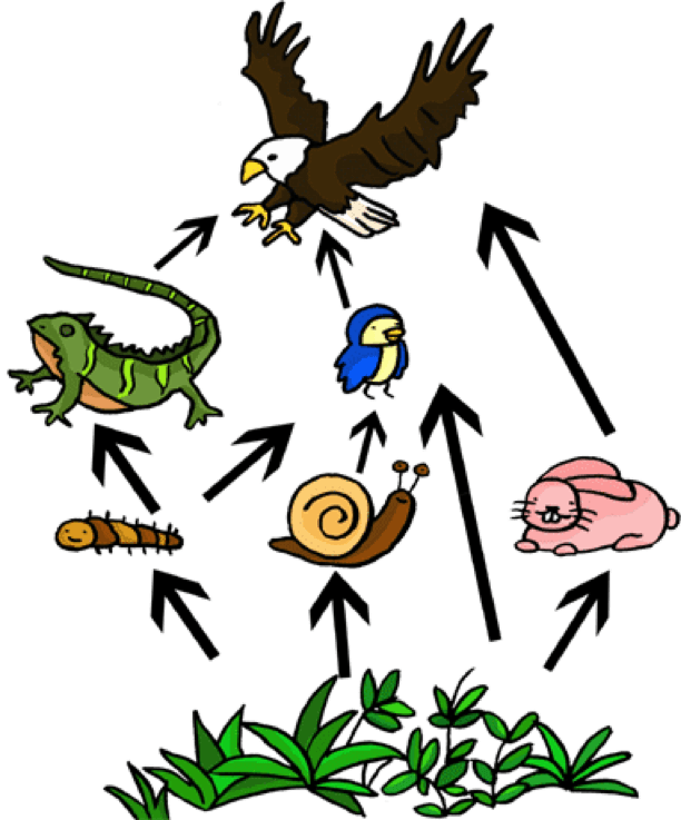 Food Web On Flowvella - Food Web Easy To Draw - Transparent PNG Free Download | PNGio