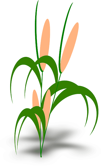 Plant, Cob, Green, Leaves - Food Chain With Snails - Transparent PNG Free Download | PNGio