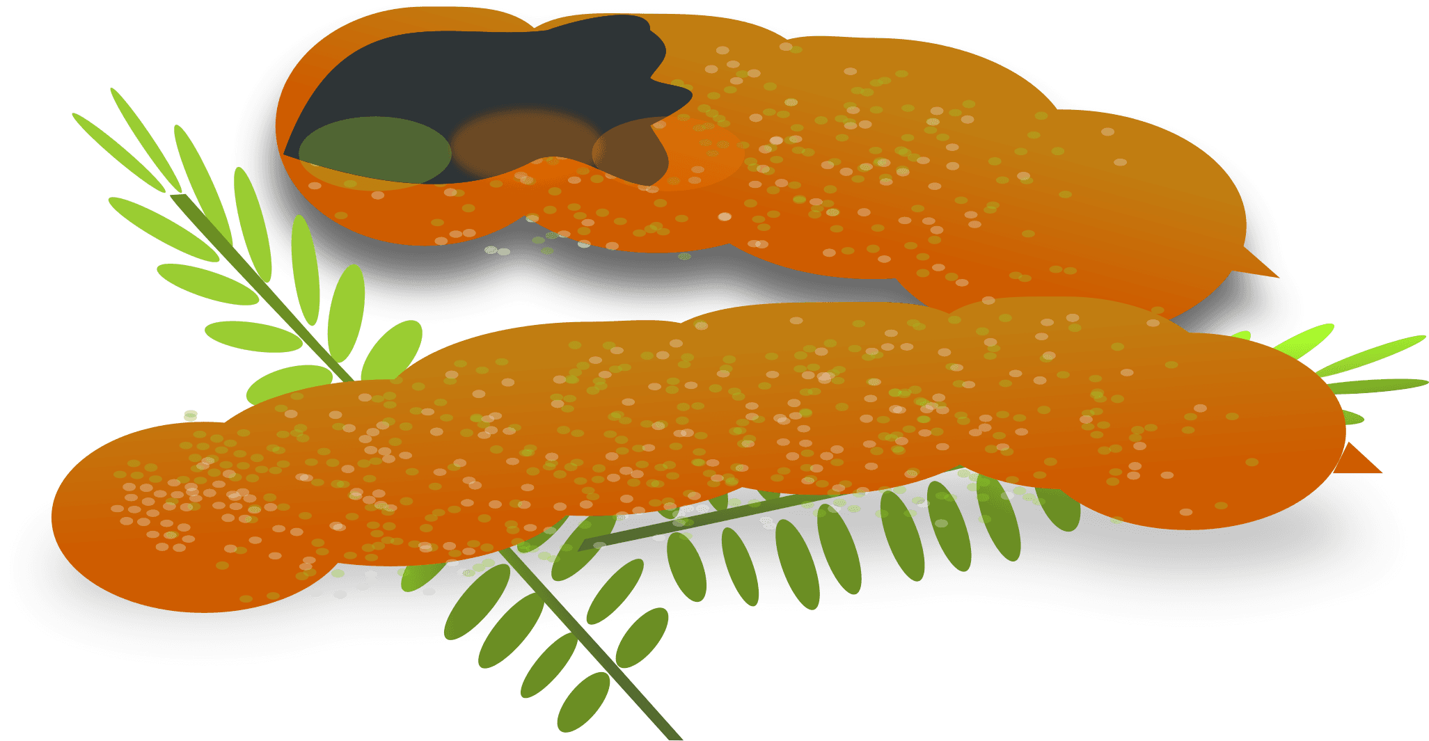 Tamarin Clipart Brown - Clip Art Sour Foods - Transparent PNG Free Download | PNGio