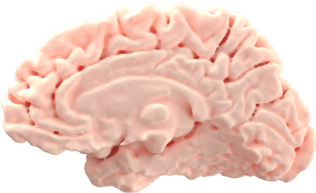 Brain (as Food) - Transparent PNG Free Download | PNGio