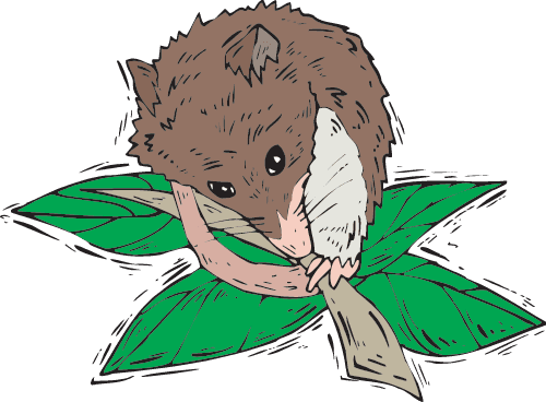 Secondary Consumers - Consumer In A Food Chain - Transparent PNG Free Download | PNGio