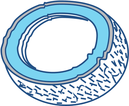 Coconut Open Fruit Vector Illustration - Organic Food - Transparent PNG Free Download | PNGio