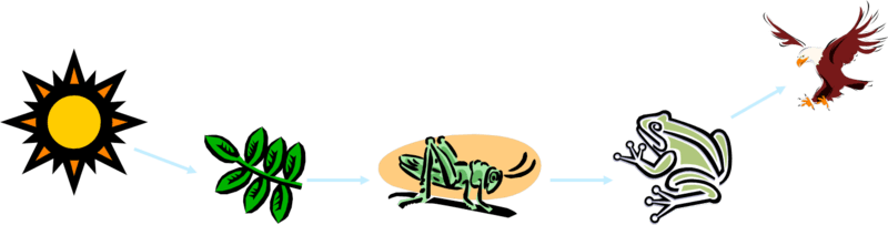 Food Chains Go In One Direction - Food Chain Complete Process - Transparent PNG Free Download | PNGio