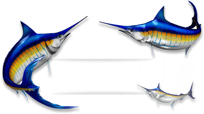 Marlin Fish - Recreational Vehicle - Transparent PNG Free Download | PNGio
