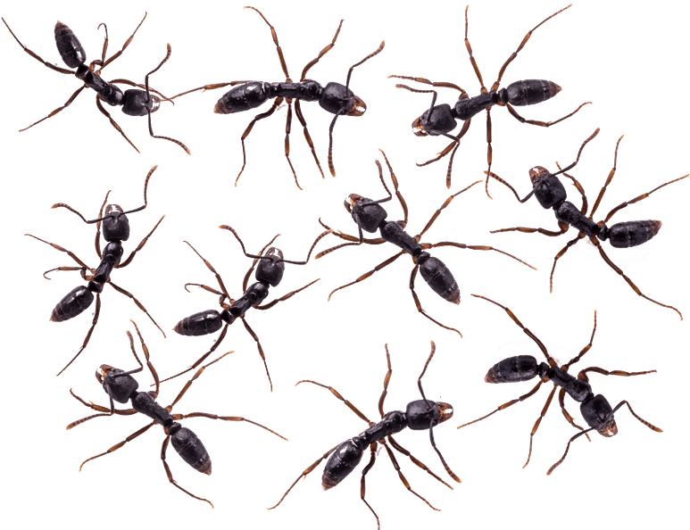 Atn - American Technologies Network Corporation - Transparent PNG Free Download | PNGio