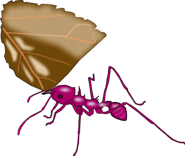 Ant Carrying A Leaf Vector Clip Art - New Jersey Institute Of Technology - Transparent PNG Free Download | PNGio