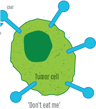 Regulation Of Cellular Phagocytosis In Cancer, Inflammation - Regulation Of Cellular Phagocytosis In Cancer, Inflammation - Transparent PNG Free Download | PNGio