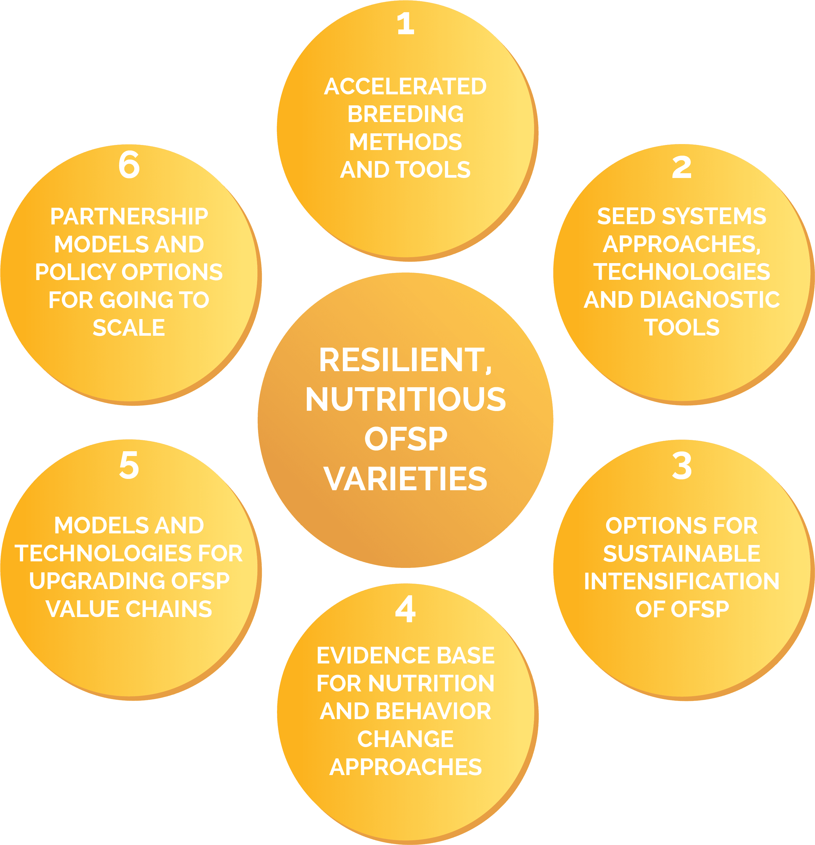 We Will Engage With Regional Research And Nutrition - International Potato Center - Transparent PNG Free Download | PNGio