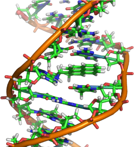 New Technologies Often Have Unforeseeable Consequences - Spider Dna Structure - Transparent PNG Free Download | PNGio