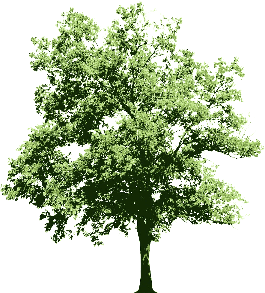 Ongoing Contributions To The Oracle Technology Community - White Flowering Shrub Png - Transparent PNG Free Download | PNGio