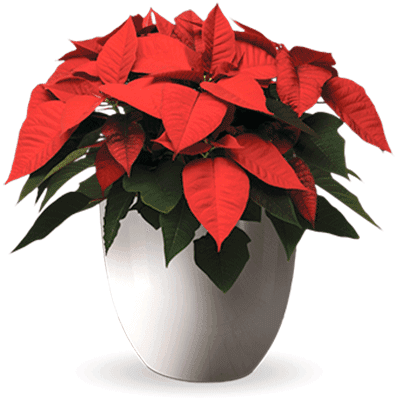 Free Poinsettias Cliparts Download Free Clip Art Free - Poinsettia Plant Png - Transparent PNG Free Download | PNGio