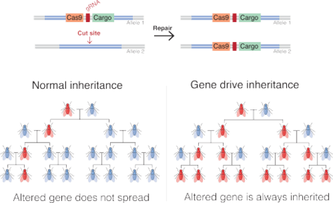 A Gene Drive Is A Genetic Engineering Technology That - Gene Drive - Transparent PNG Free Download | PNGio