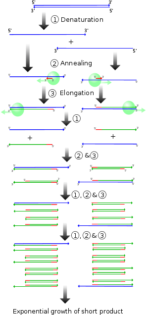 While There Have Been A Few Methods Used In The Past, - Ciclo De Pcr - Transparent PNG Free Download | PNGio