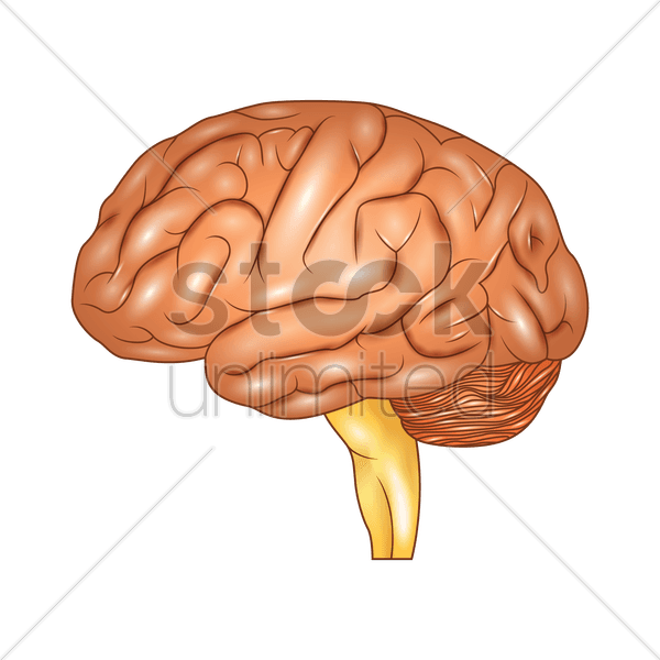 Human Vector Image Stockunlimited Graphic - Brain - Transparent PNG Free Download | PNGio