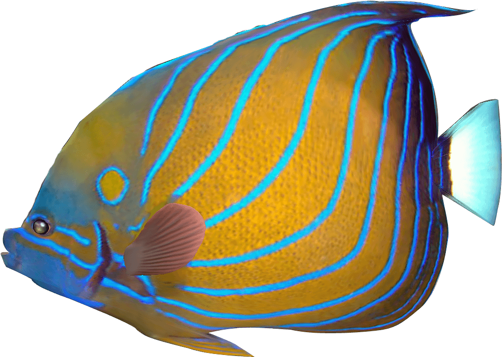Tropical Fish Clipart Transparent Fish - Tropical Fish Png Transparent - Transparent PNG Free Download | PNGio