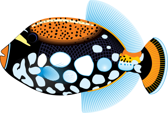 Clipart Info - Tropical Fish Clip Art - Transparent PNG Free Download | PNGio