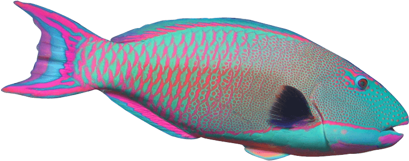Clip Art Fish Realistic Clipart 85 Oi8mvd - Parrot Fish No Background - Transparent PNG Free Download | PNGio