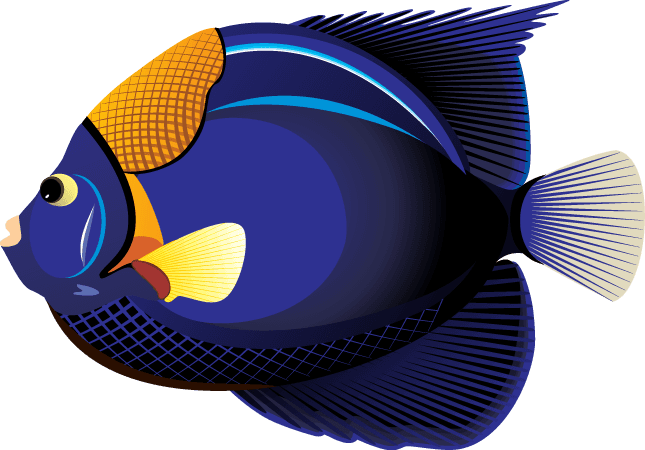 Clipart Fish - Tropical Fish Clip Art - Transparent PNG Free Download | PNGio