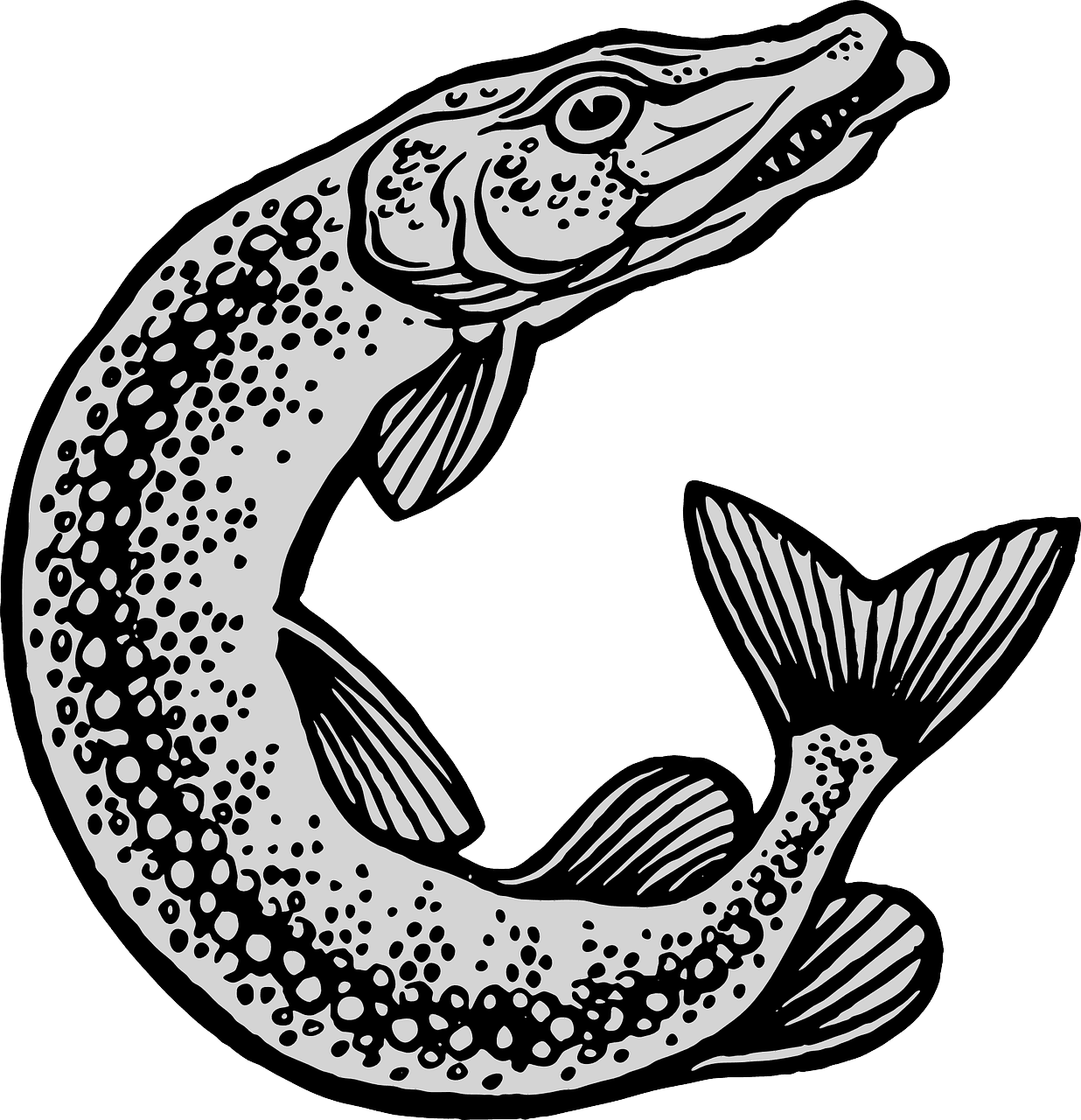 Fish And Fishing Equipment - Transparent PNG Free Download | PNGio