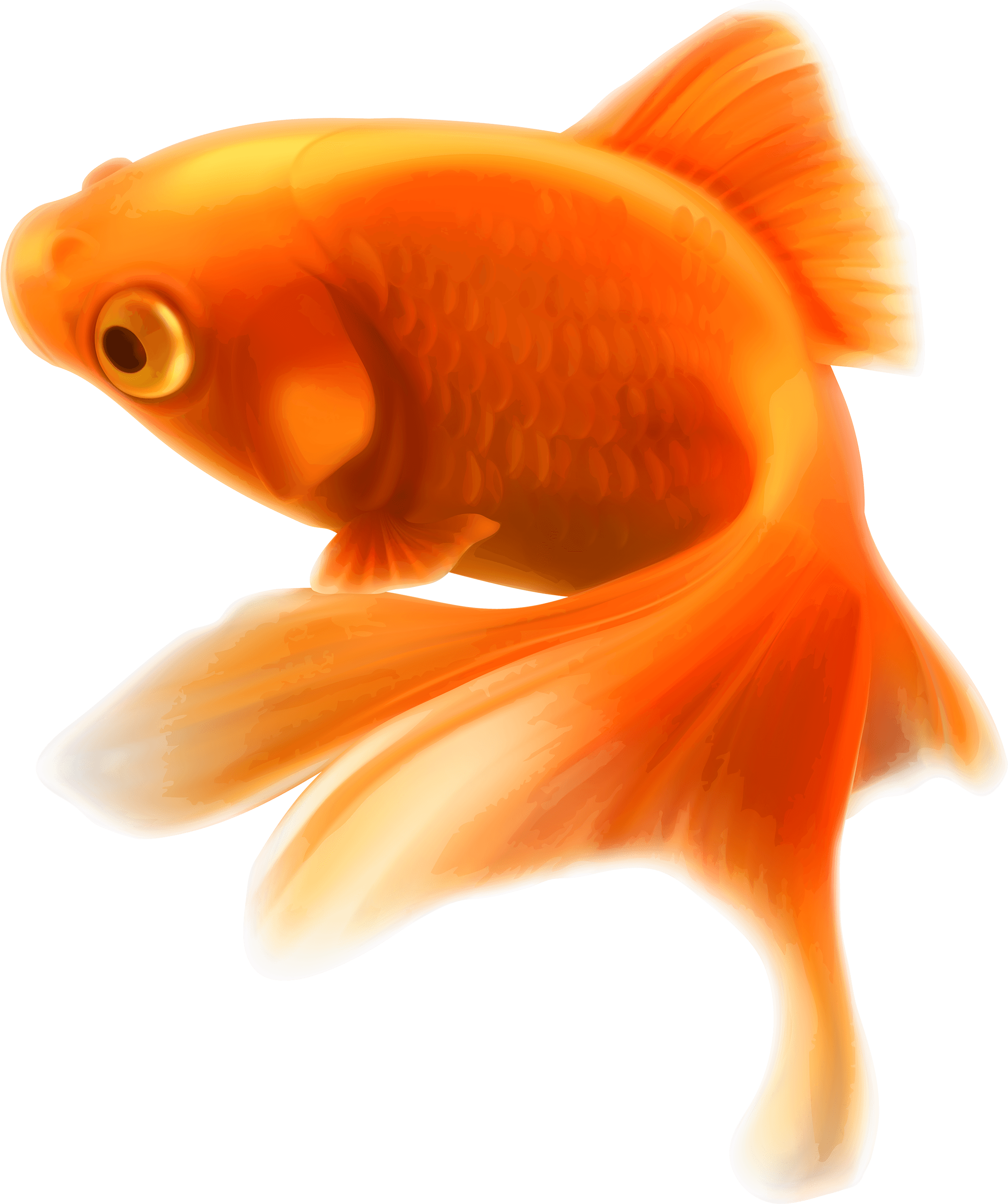 Gold Fish Png Clipart In Category Underwater Png / - Gold Fish Png - Transparent PNG Free Download | PNGio