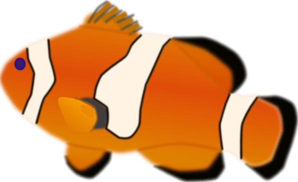 Aquarium Fish Amphiprion Percula Clip Art - Clown Fish Transparent Background - Transparent PNG Free Download | PNGio