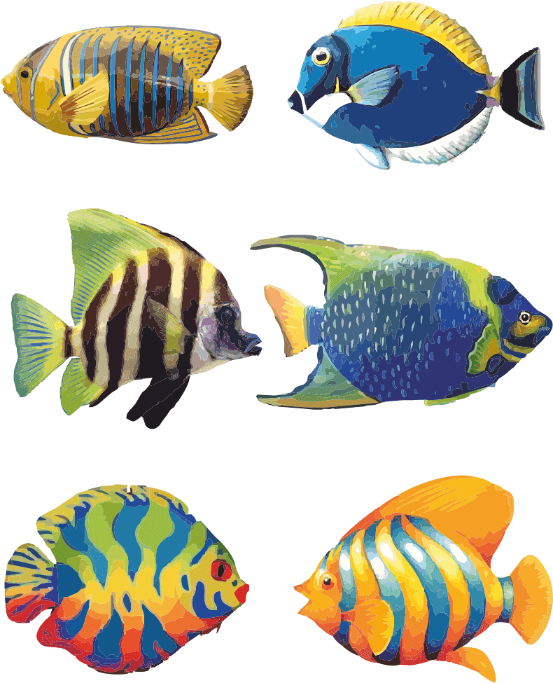 Koi Fish Drawing With Flowers Galleries - Colour Of A Fish - Transparent PNG Free Download | PNGio